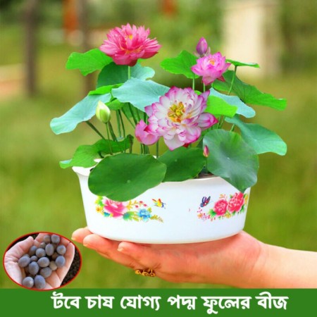 মাল্টিকালার পদ্ম ফুলের বীজ